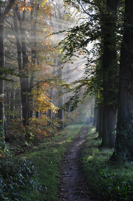 Picture of a forrest with a trail and sunlight streaming through the trees